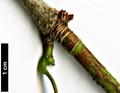 SpeciesSub: f. ambiguum SpeciesSub: f. ambiguum